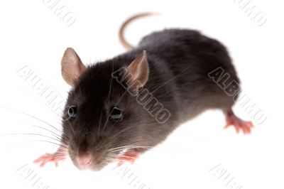 rat
