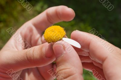 last petal of camomile