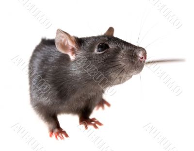 rat