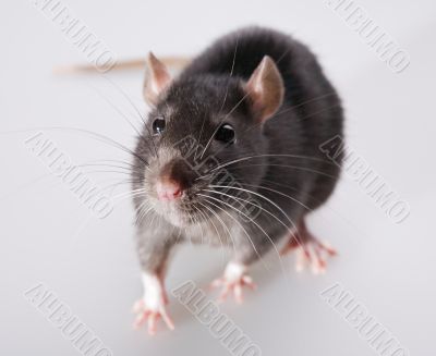 rat