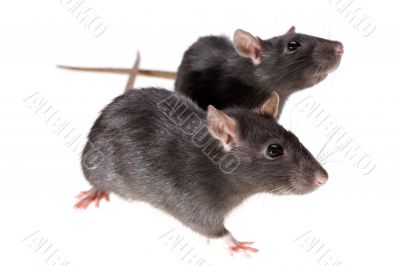 two funny rats