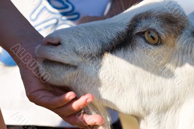 eye of goat