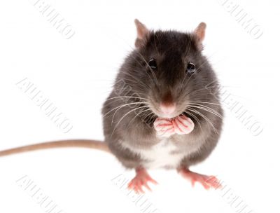 rat
