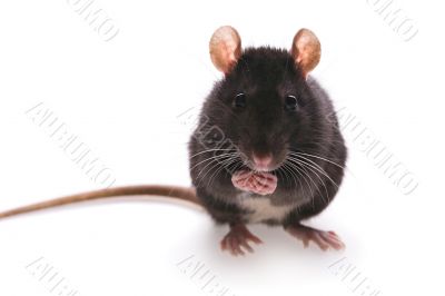 rat