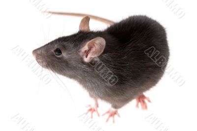 rat