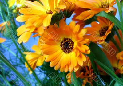 Vibrant flowers
