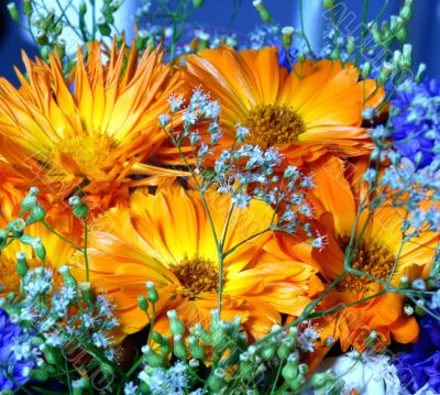 Vibrant flowers