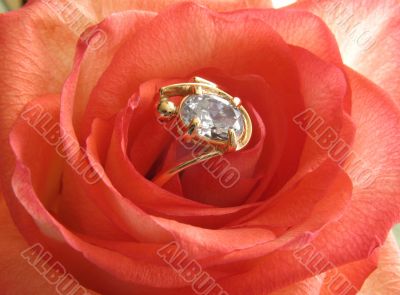Rose with golden jewelry