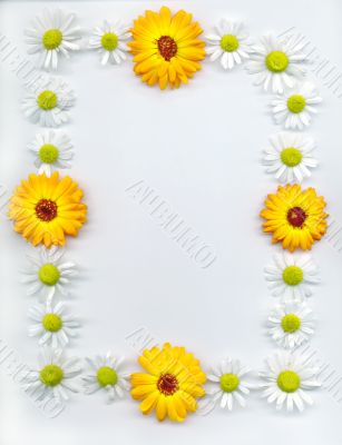 Camomiles