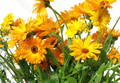 Vibrant flowers