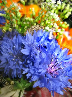 Vibrant flowers