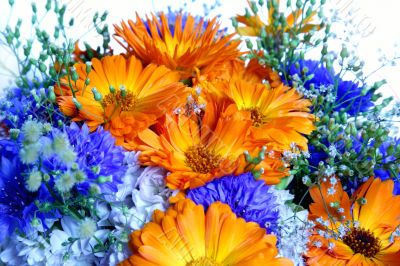 Vibrant flowers