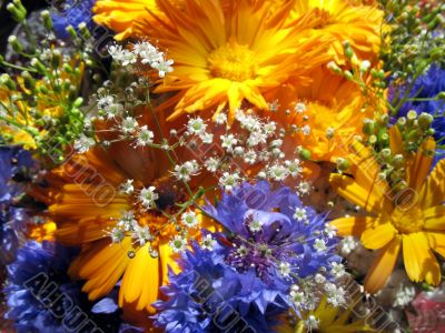 Vibrant flowers