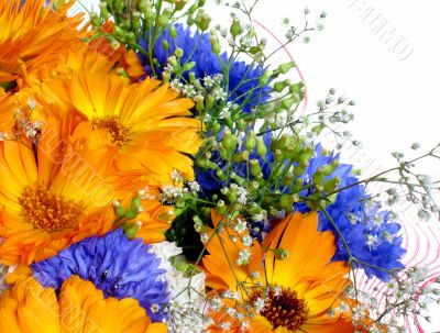 Vibrant flowers