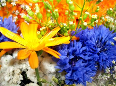 Vibrant flowers