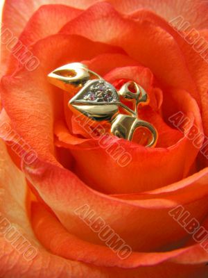 Rose with golden jewelry