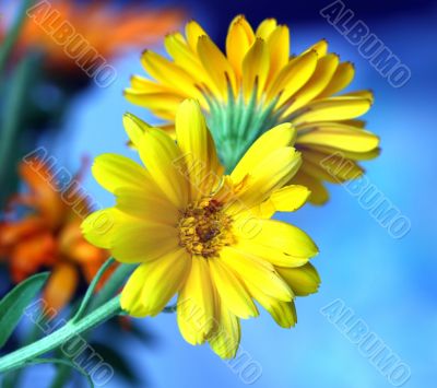 Vibrant flowers