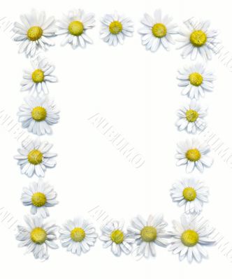 Camomiles