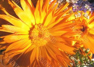 Vibrant flowers