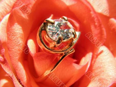 Rose with golden jewelry
