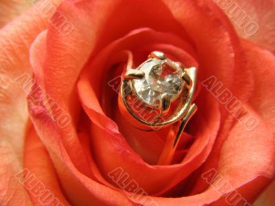 Rose with golden jewelry