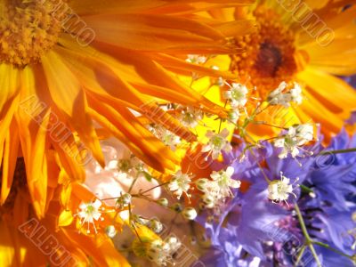 Vibrant flowers