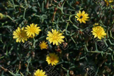 wild spring summer flowers