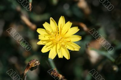 wild spring summer flowers