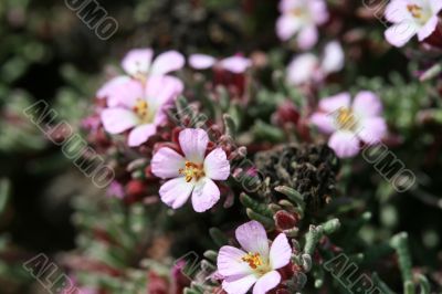 wild spring summer flowers