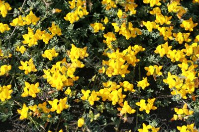 wild spring summer flowers