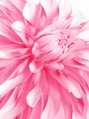 Rosy flower