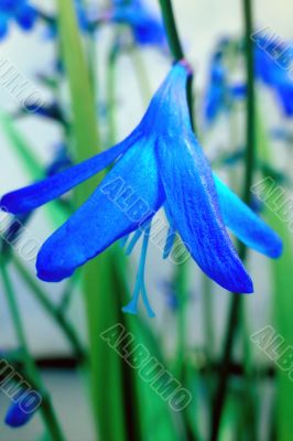 Blue flower