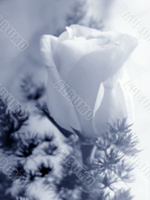 Monochromatic rose