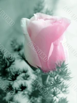 Pink rose