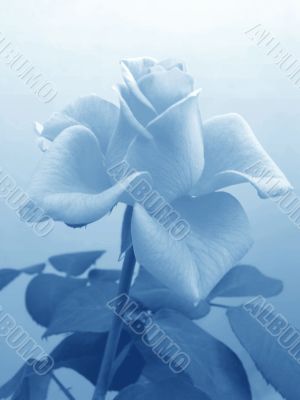 Soft blue rose