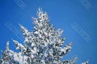 Fragment of snow-covered fir-tree