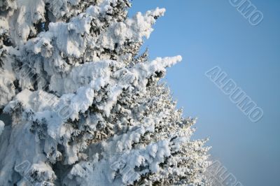 Fragment of snow-covered fir-tree