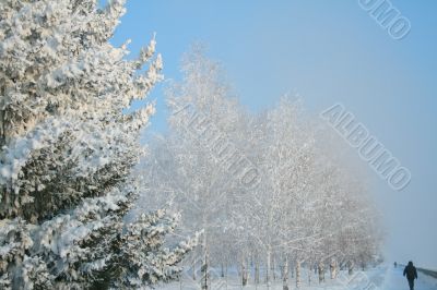 Snow-covered trees