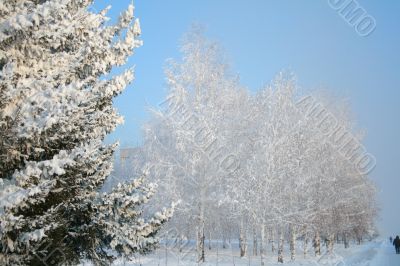 Snow-covered trees