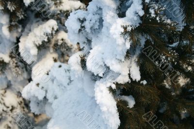 Snow-covered fir branch