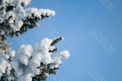 Snow-covered fir branch