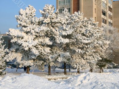 Snow-covered trees