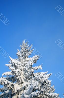 Fragment of snow-covered fir-tree