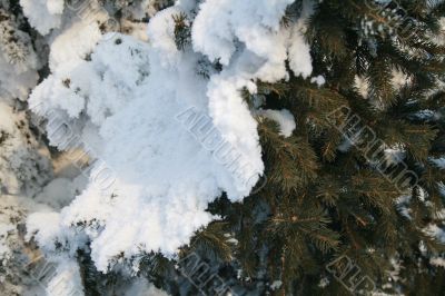 Snow-covered fir branch