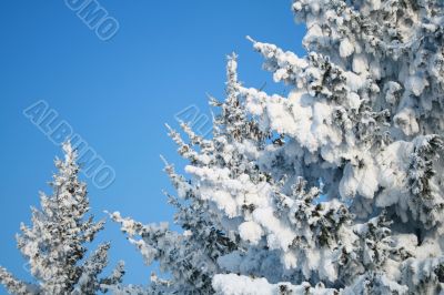 Fragment of snow-covered fir-tree