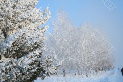 Snow-covered trees