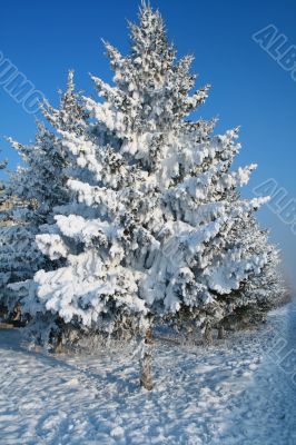 Snow-covered fir tree