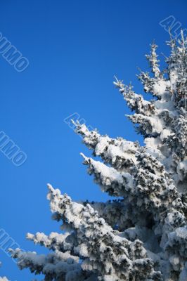 Fragment of snow-covered fir-tree
