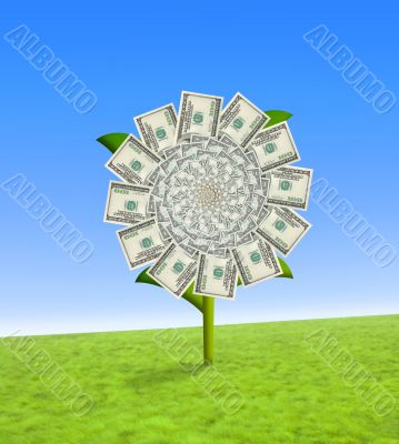 Dollar flower