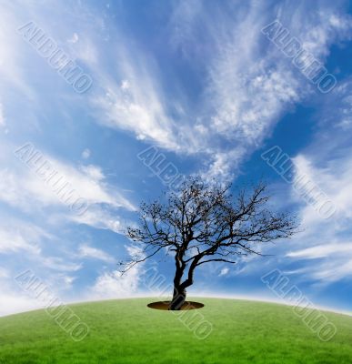 Deforestation concept